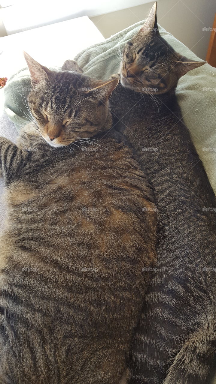 Sleepy snuggles