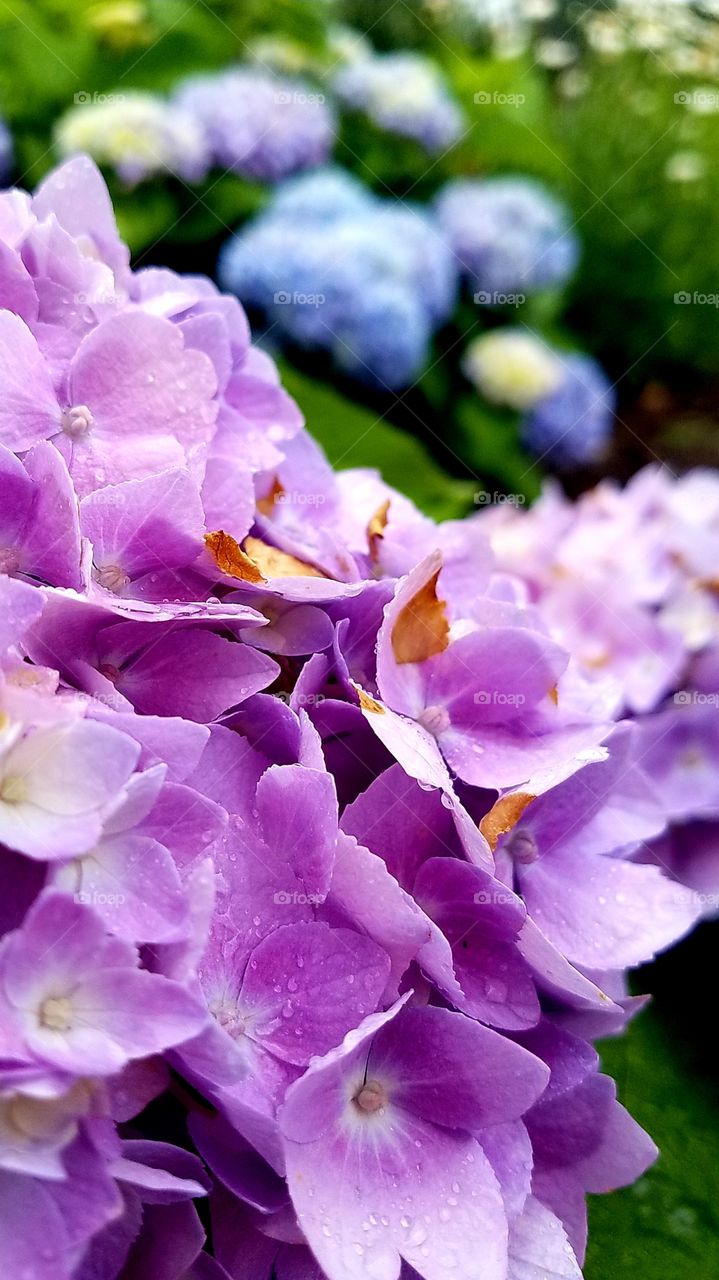 Hydrangea photos continued.........