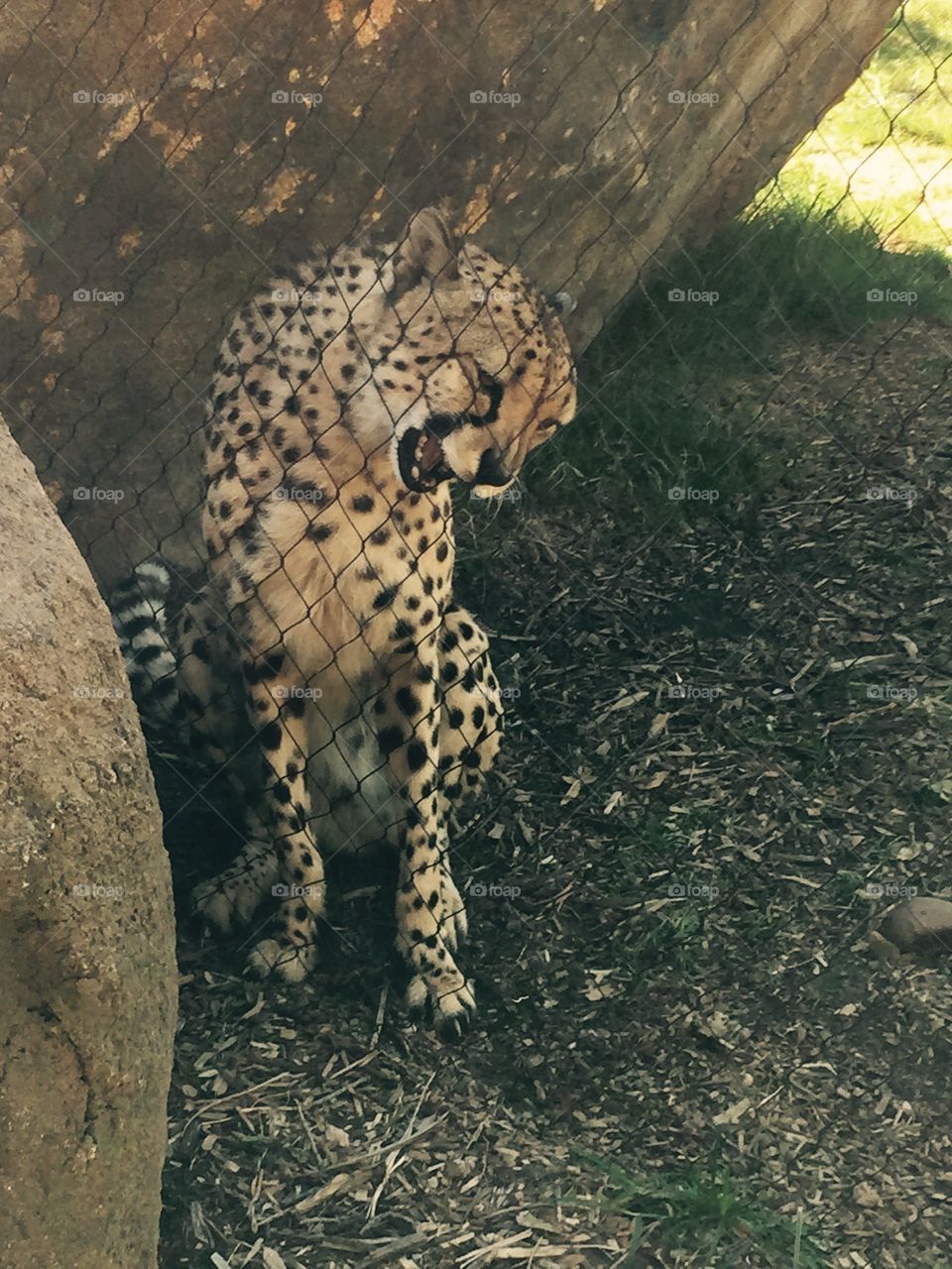 Cheetah at the zoo