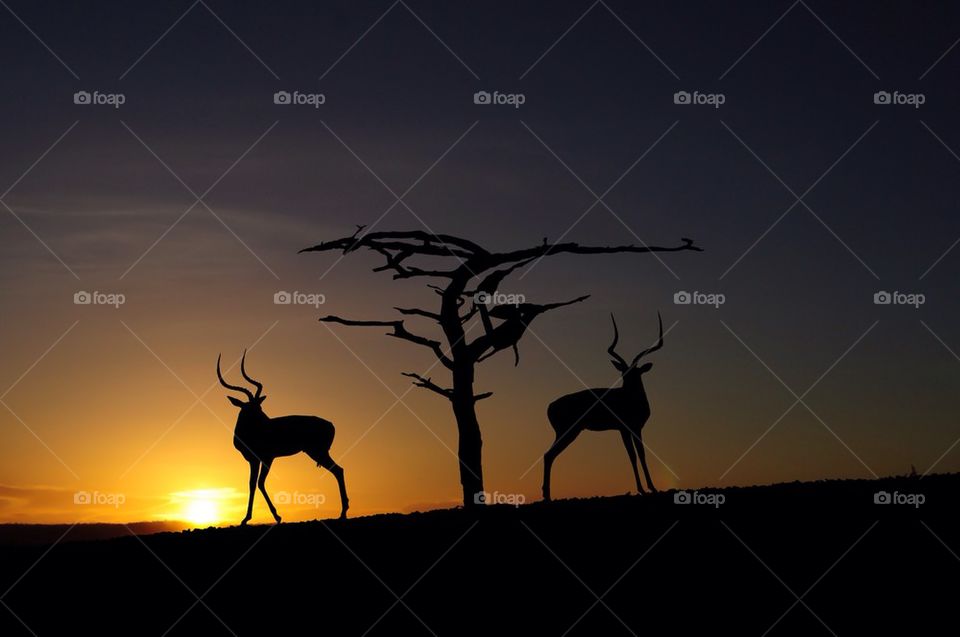Silhouette of antelope near the bare tree
