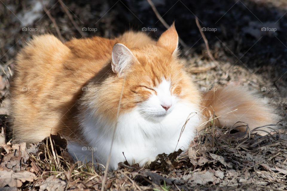 Cat enjoying the sun outdoors in early spring , katt njuter av vårsolen utomhus 