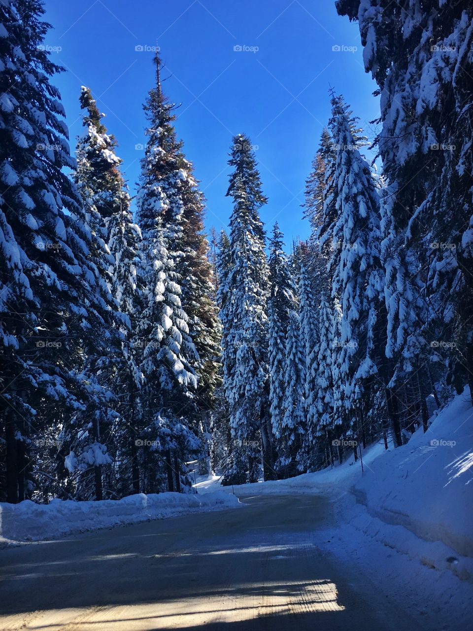 Winter wonderland in the Sequoia National Forest