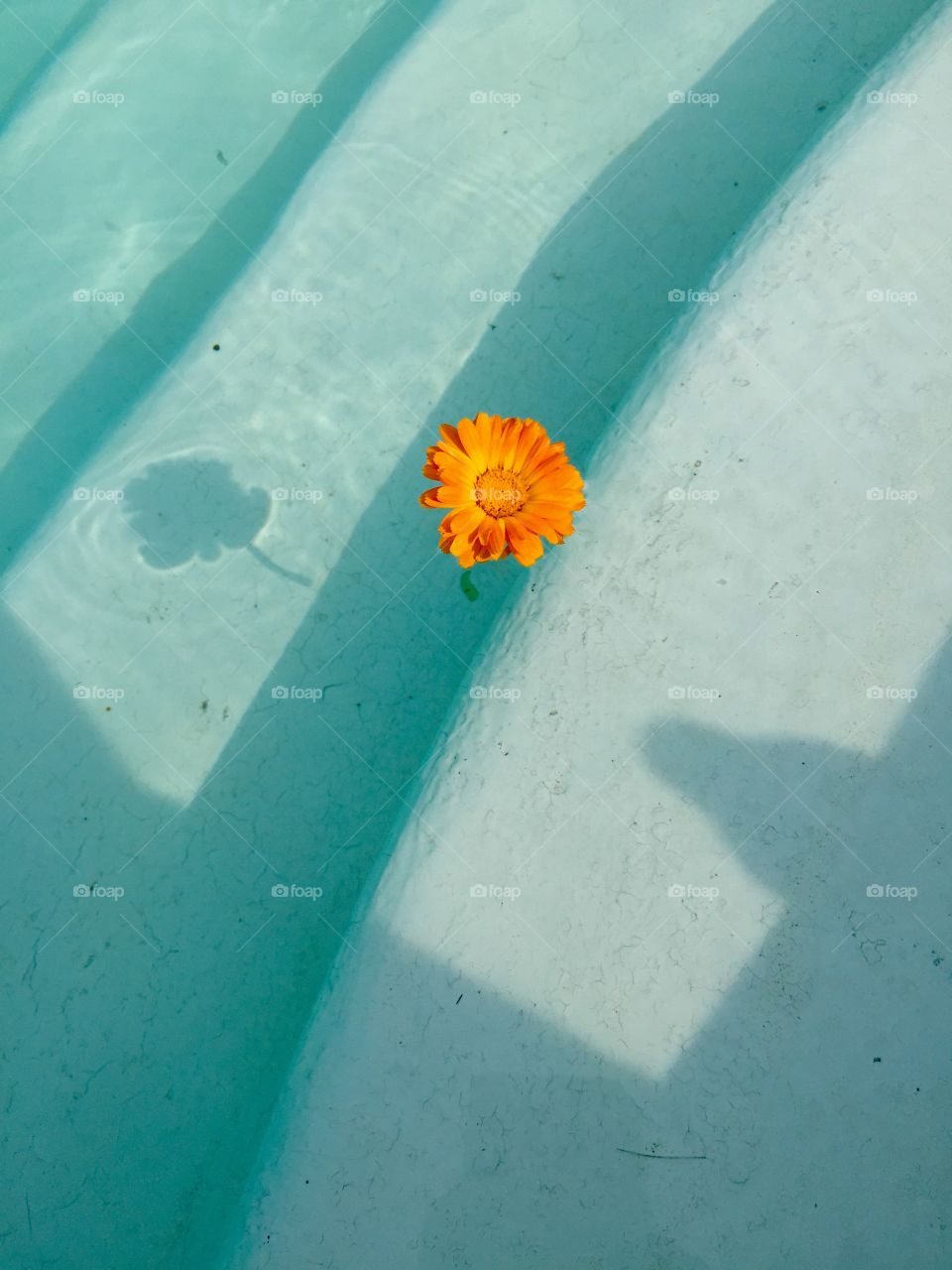 Gerbera floating on swimming pool