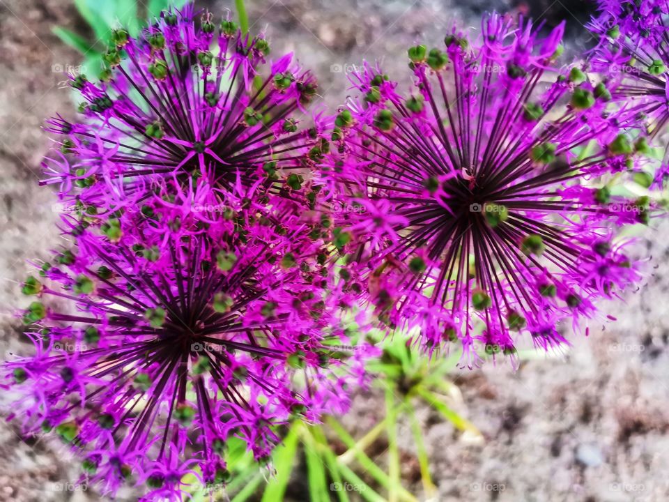 Color day outdoor nature greens wild street