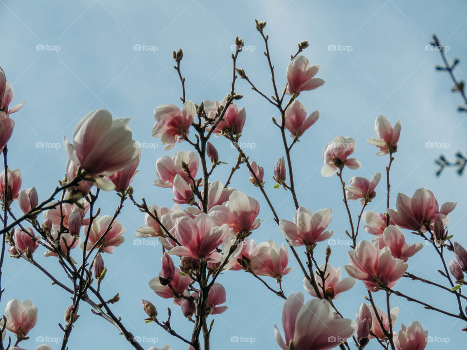 flowering trees in spring on a sunny day