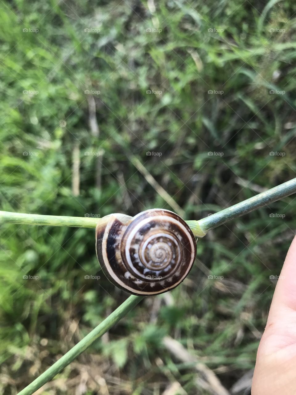 Snail