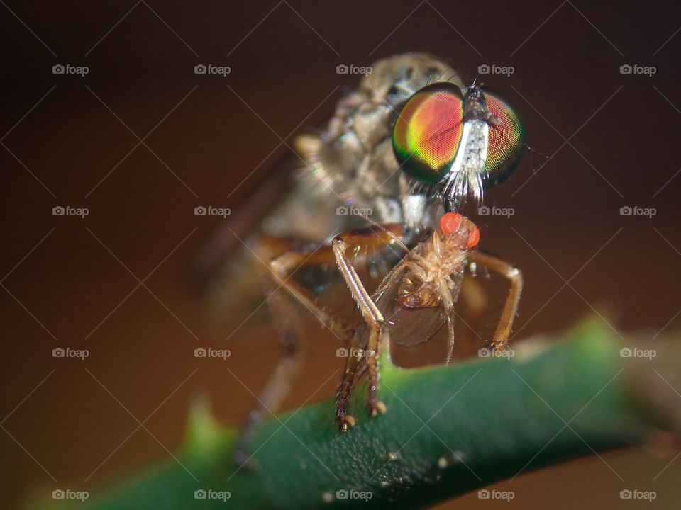 robber fly with caught prey