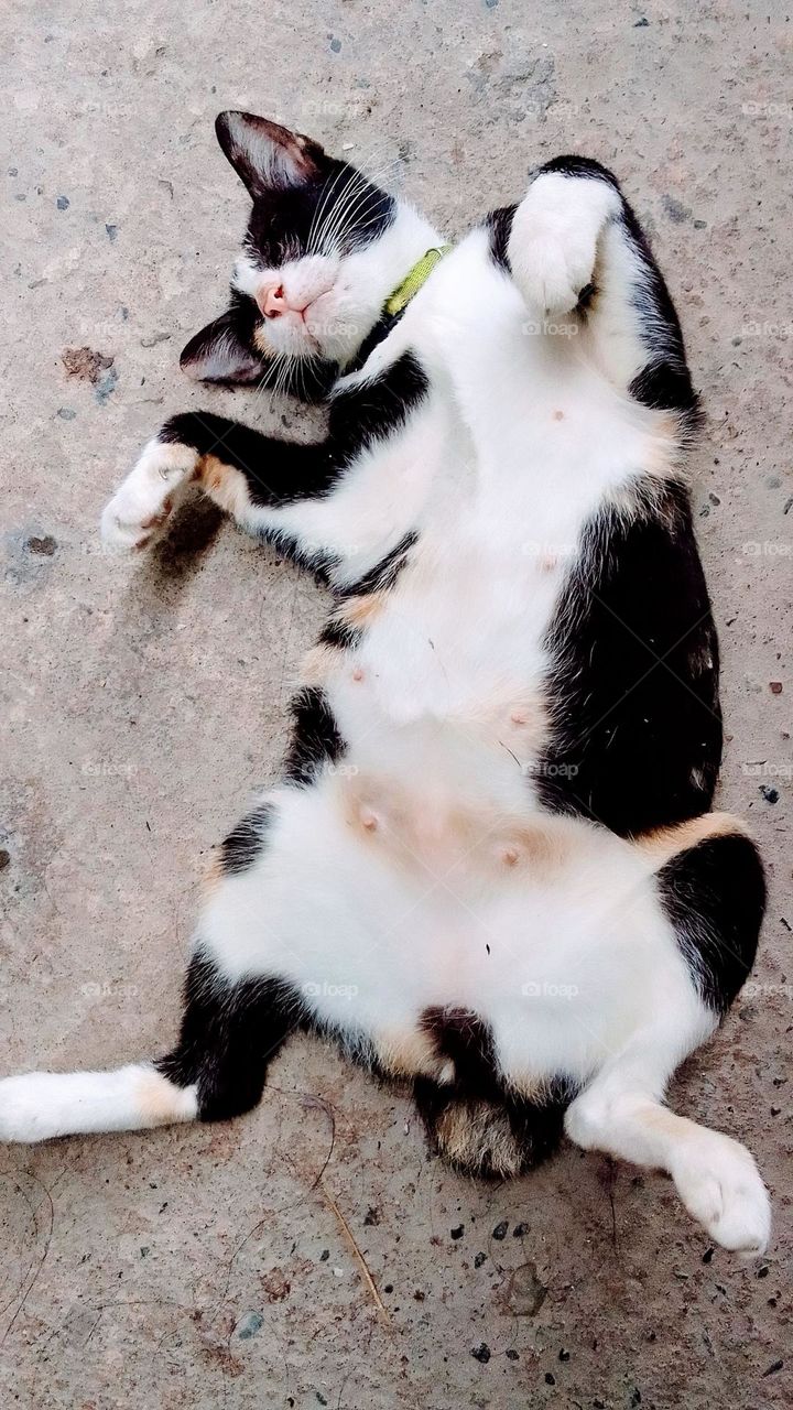 striped cat is pregnant strange relaxed position