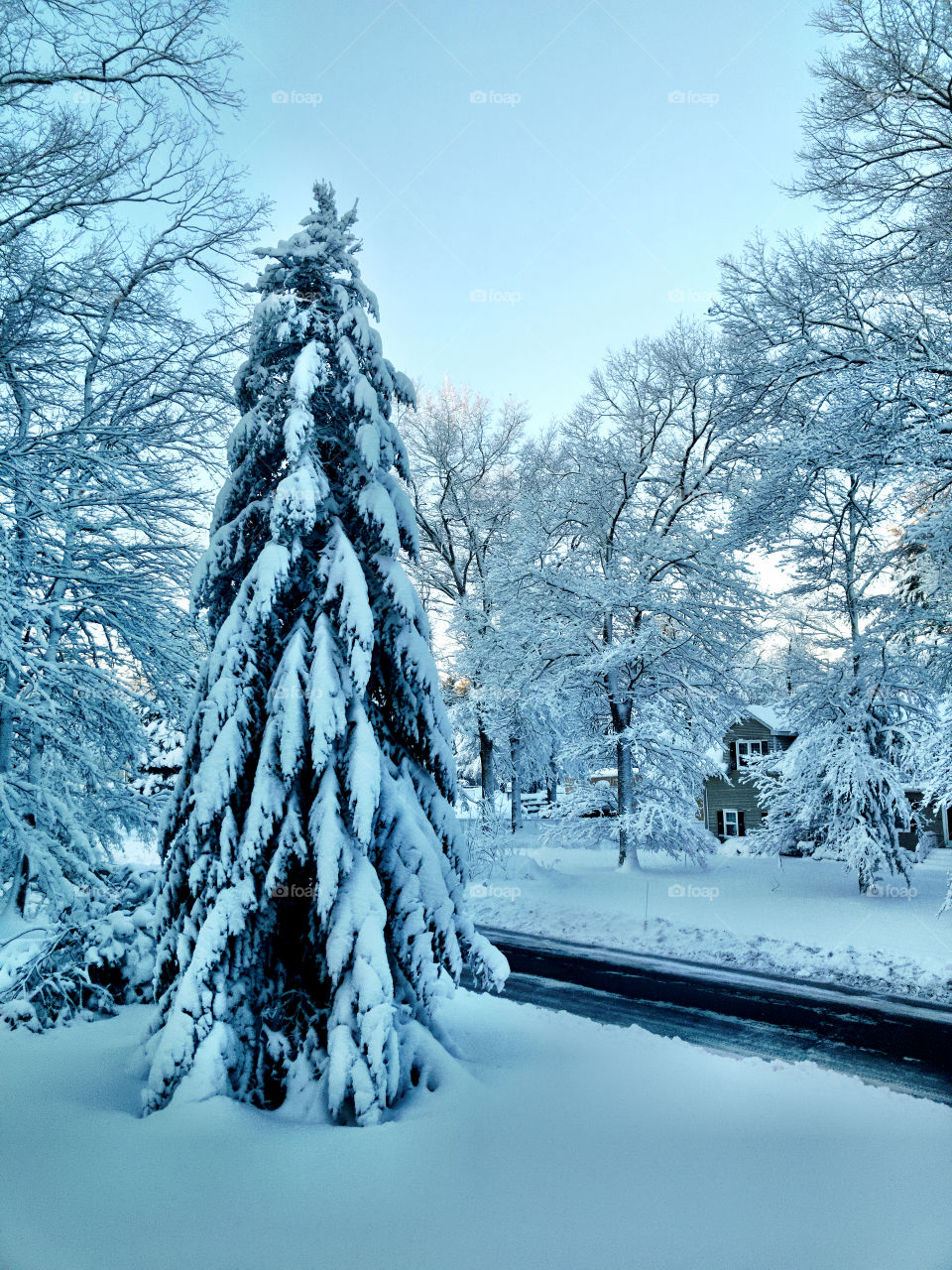 Snowcovered trees and branches adorn the front lawns in a residential neighborhood, in the wake of a Noreaster that hit Massachusetts hard in early Spring 2018. (March 2018) 