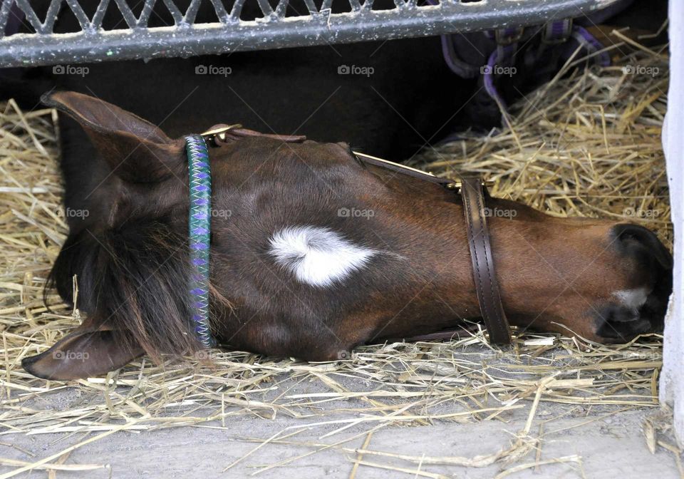 Hay! An extra hour of sleep today.

zazzle.com/fleetphoto