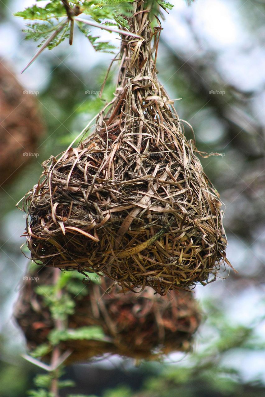 finch nests closeup