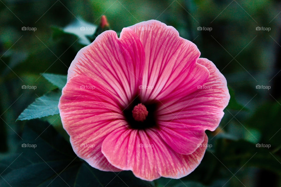 a beautiful pinky flower in my country garden.