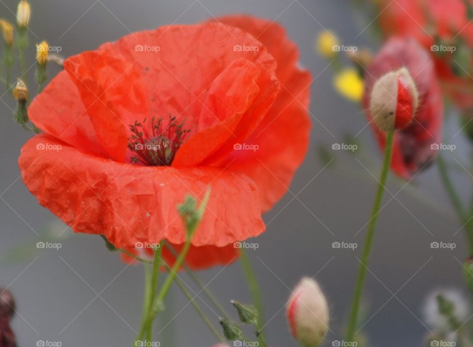 Close-up of poppy flower