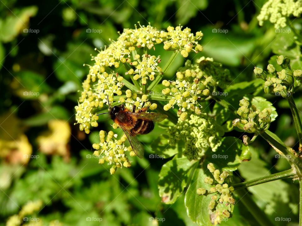 Bee on flowers