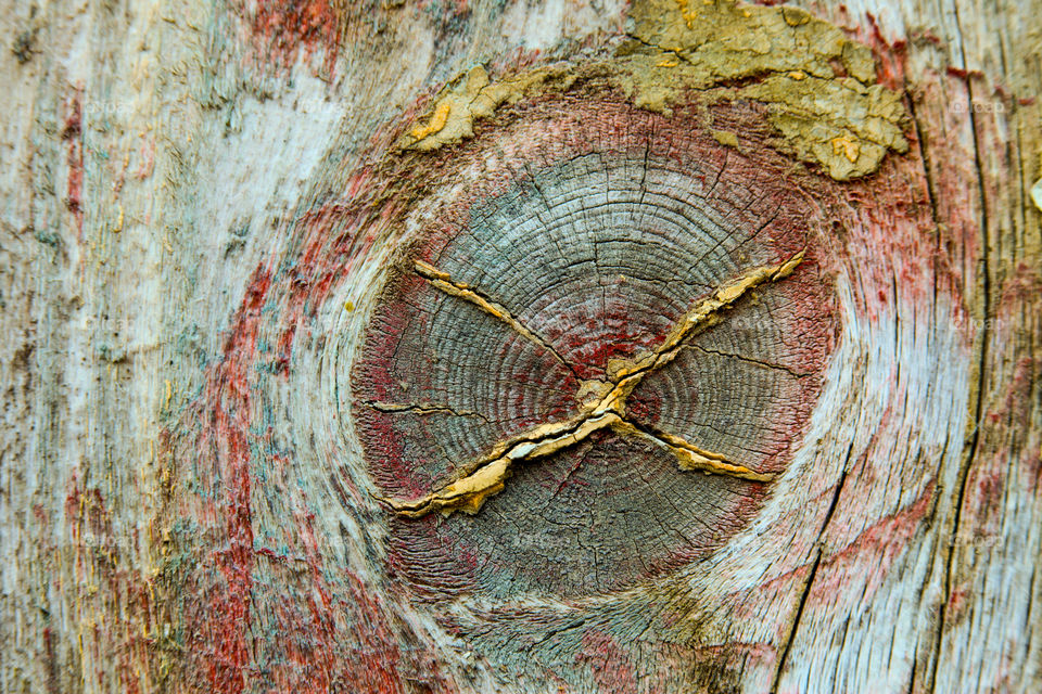 Pattern in tree. 