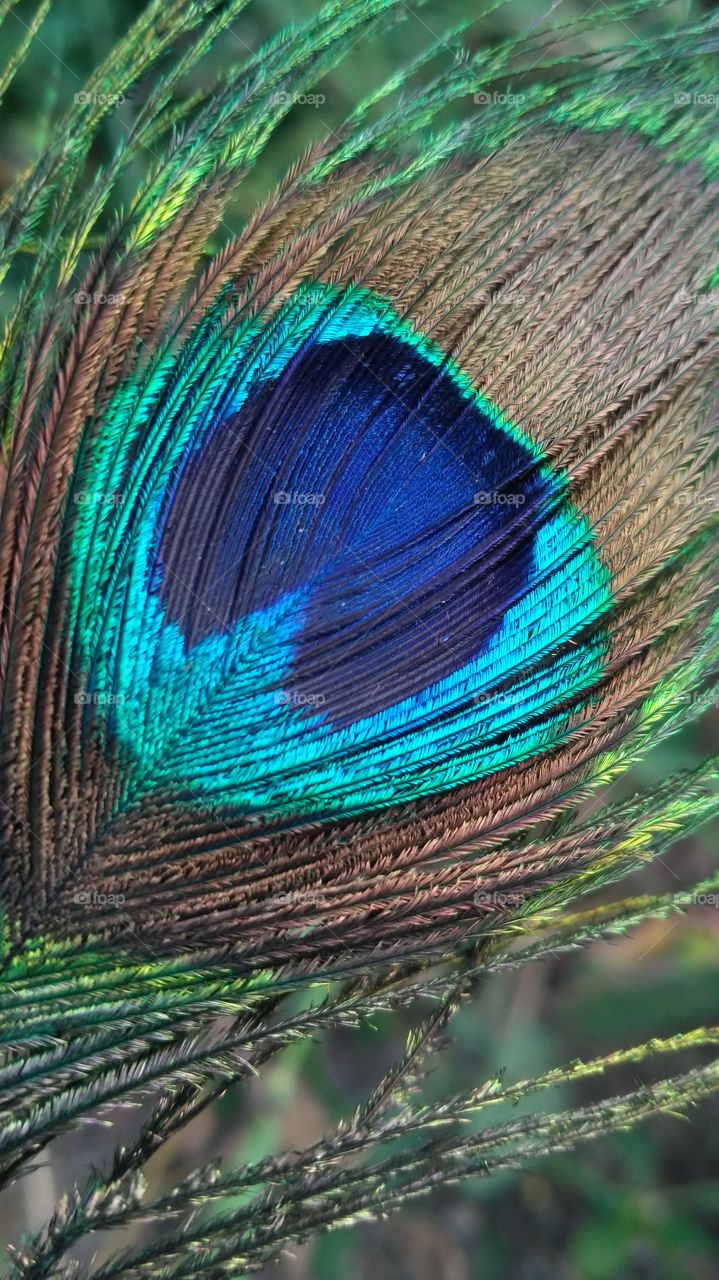 Peacock Feather