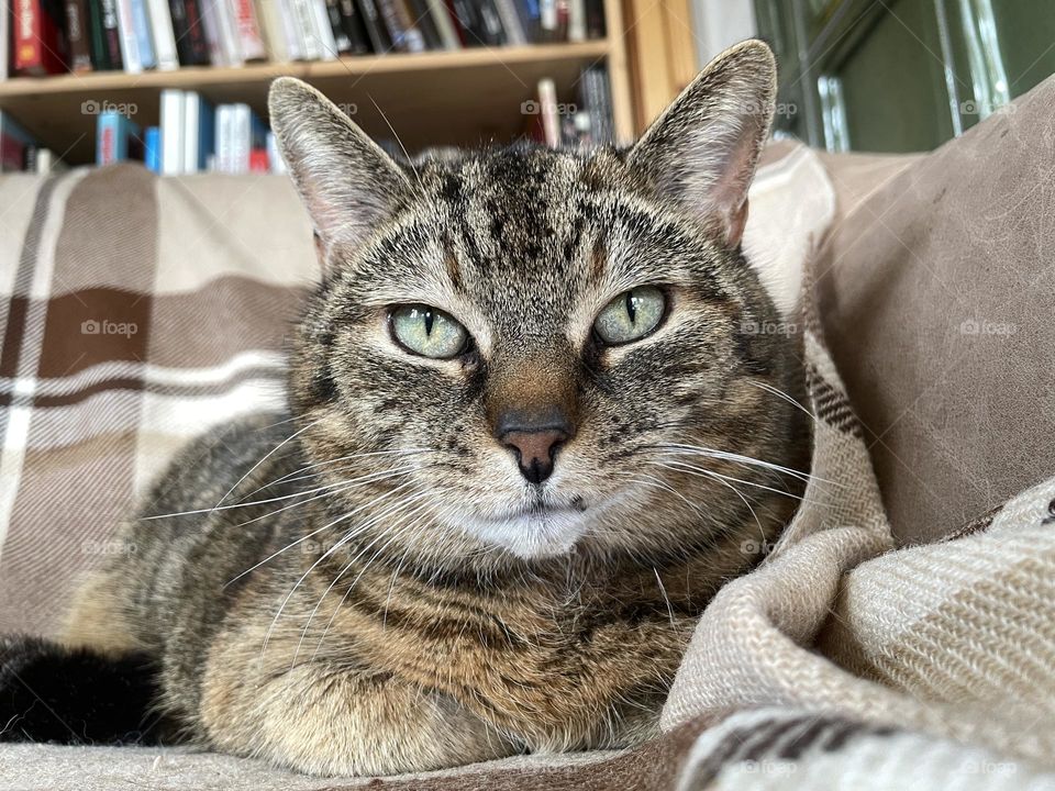 Portrait of a tabby cat 