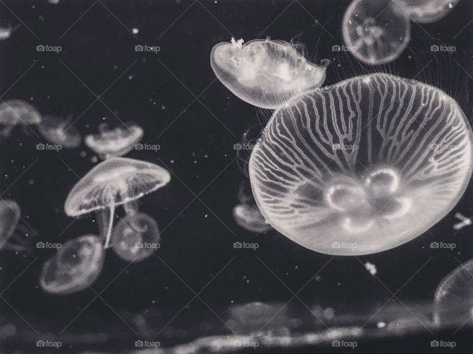 I love how peaceful jellyfish can be 