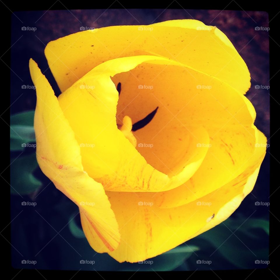 Yellow tulip