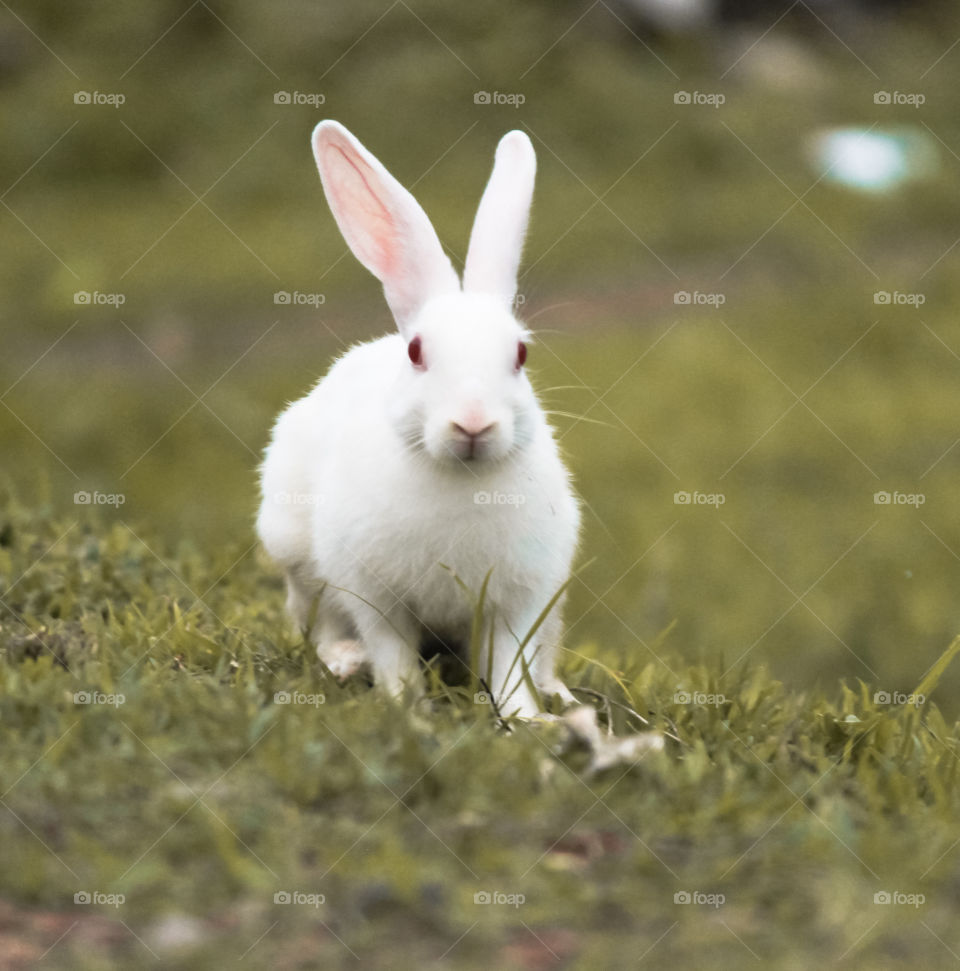 Rabbit 

Akash gupta