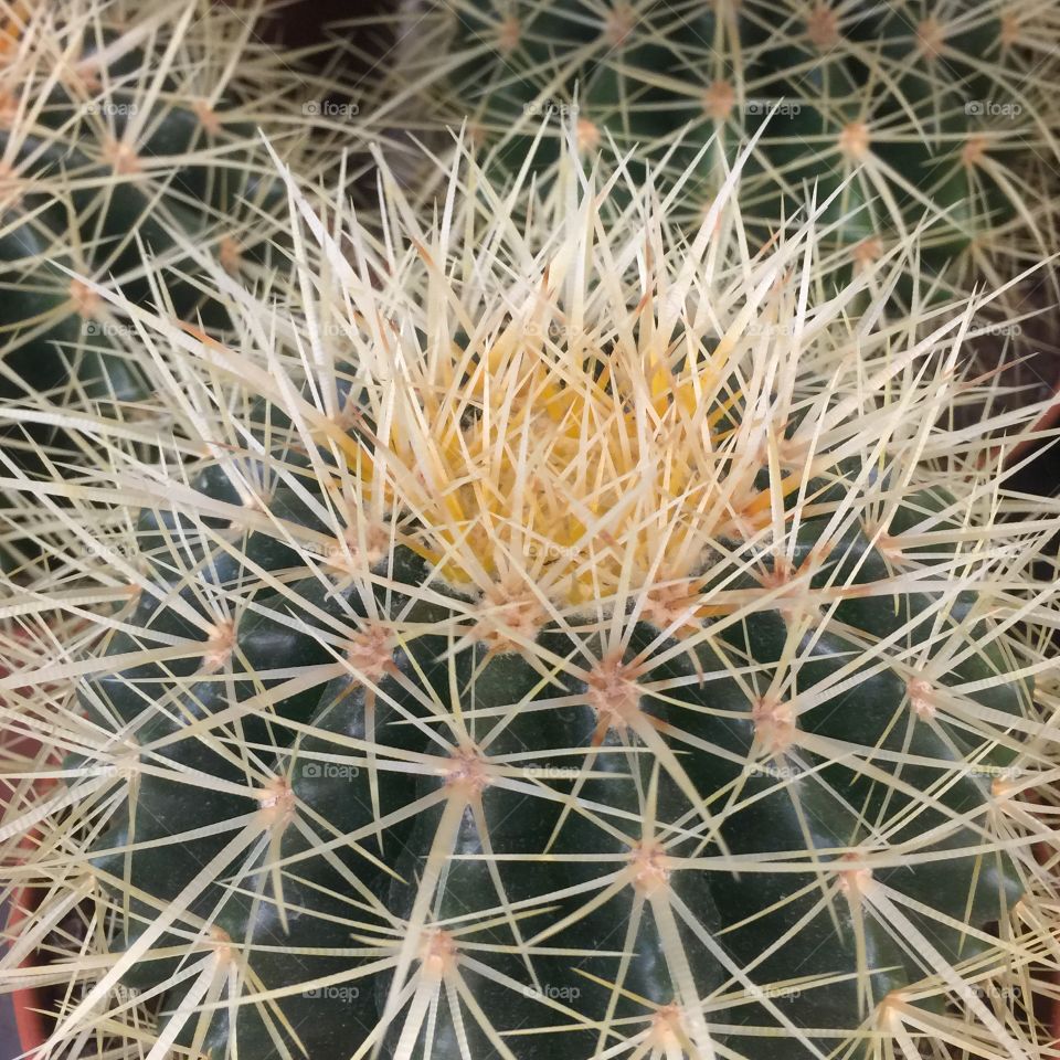 Beautiful cactus 