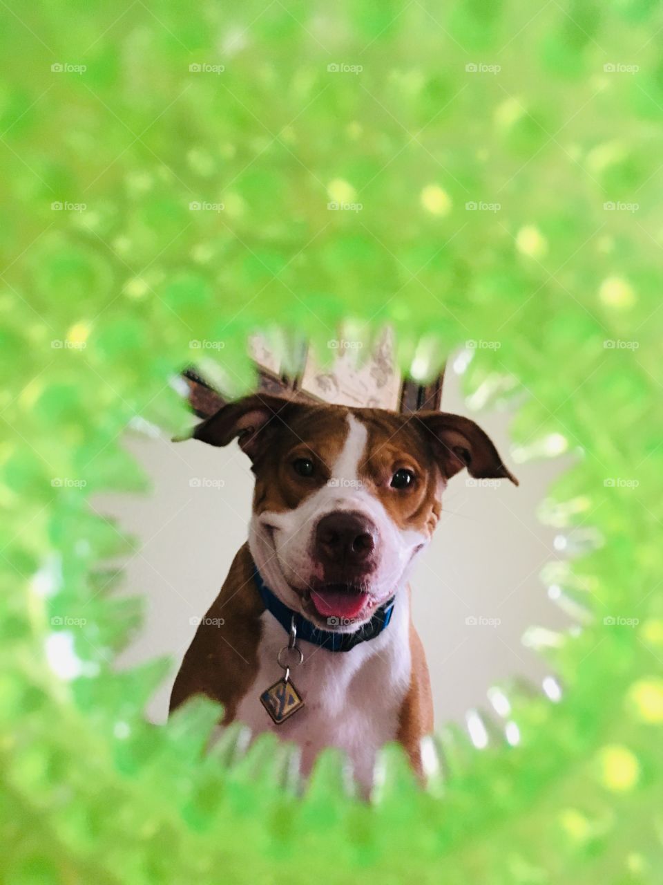 Beautiful pitbull dog through a toy hole