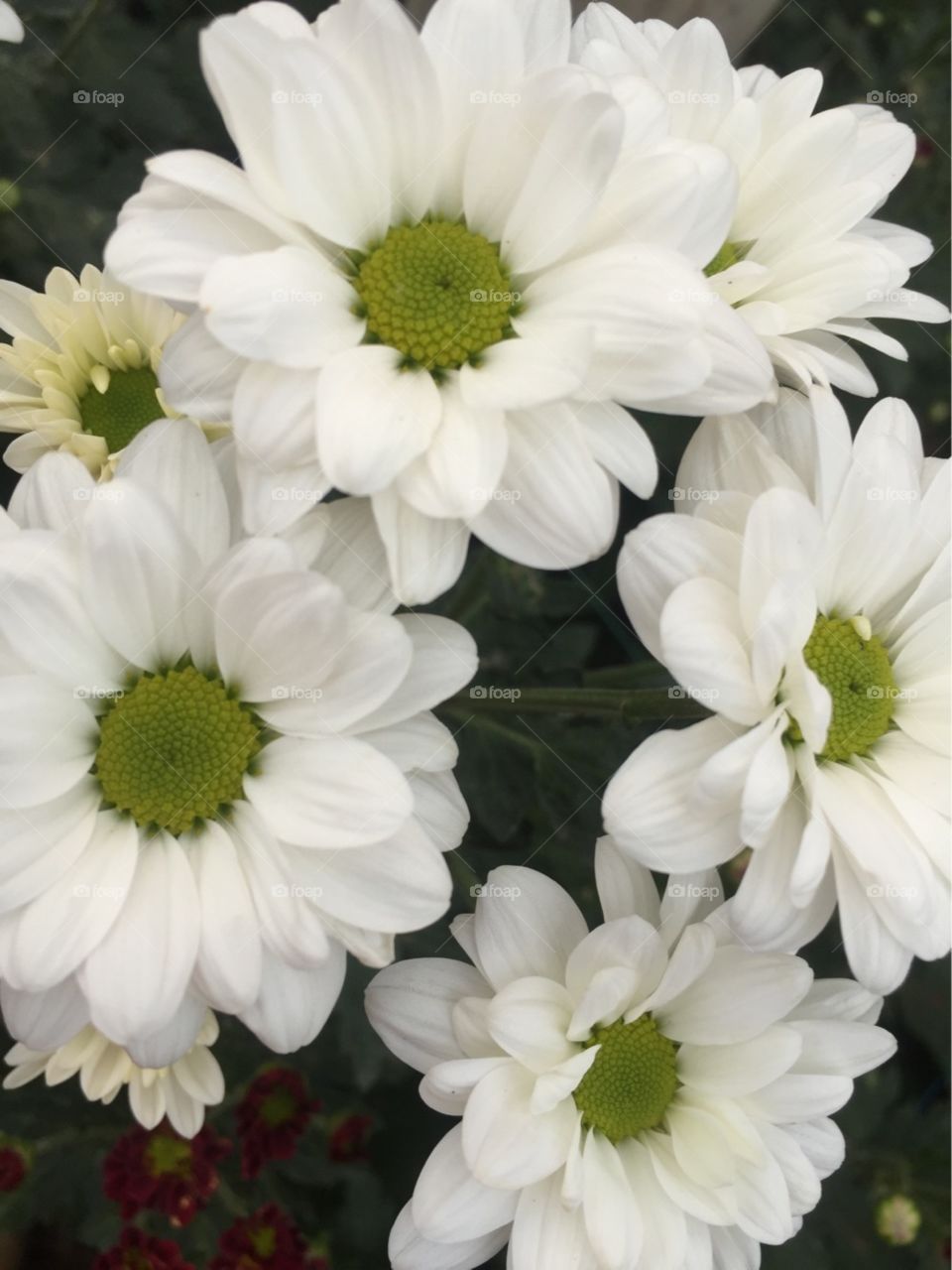 chrysanthemum flower