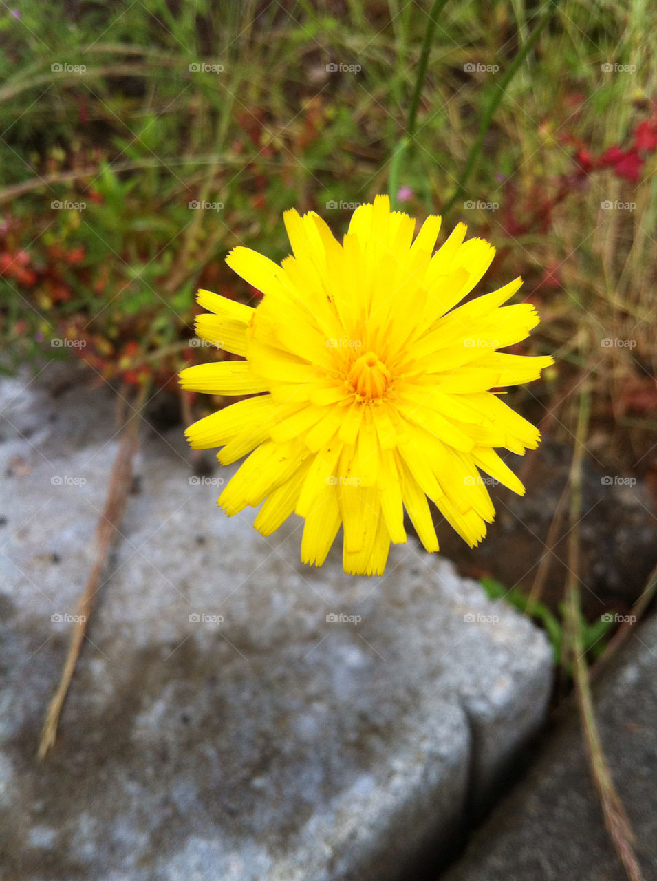 nature dandelion flower weed by thepreissisright