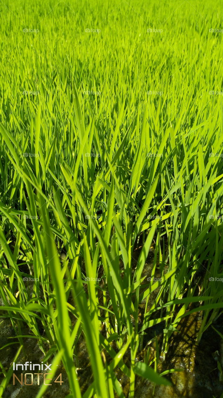 green grass