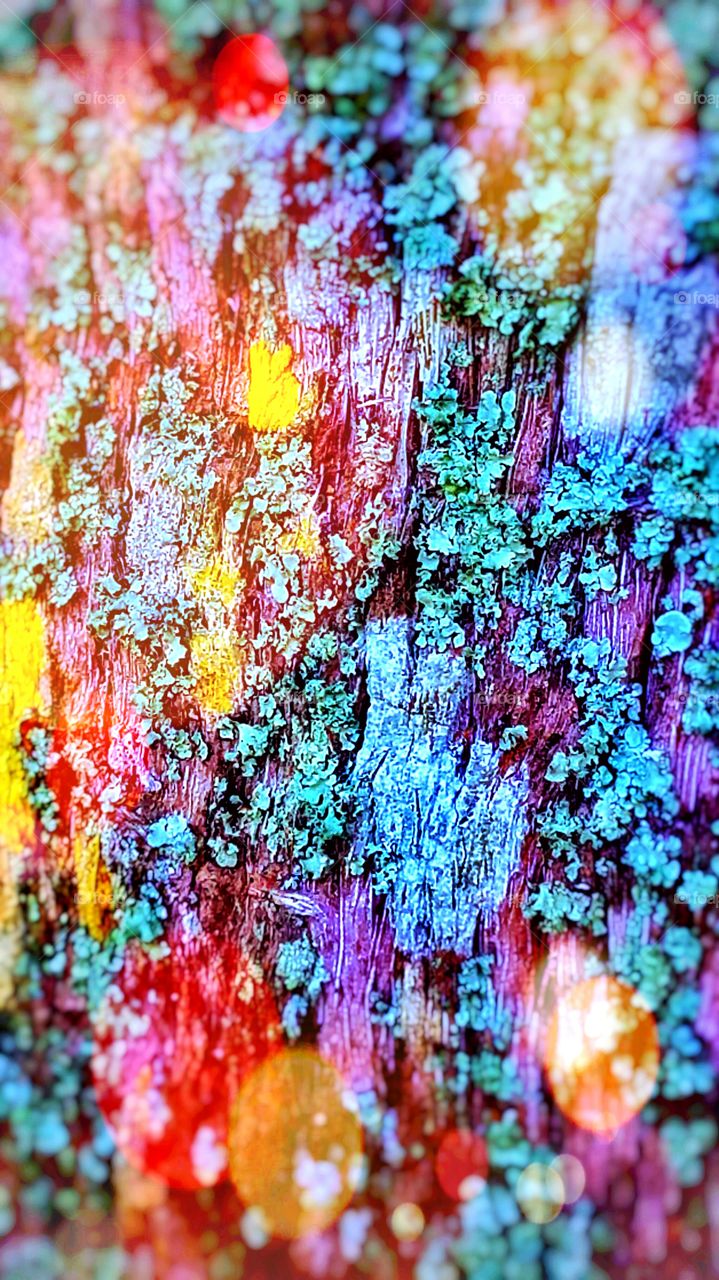 Version 2 of "Tree Bark" This is a bright and delightful mix of color splashes and sun spots. Natures own palette of colors are endowed with beauty and a cheerful feeling of joy!