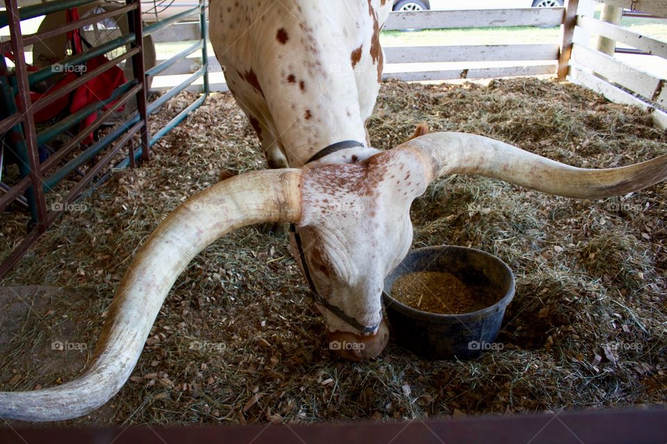 A Texas longhorn in an open-air cattle barn with head bent down, showing an impressive set of horns