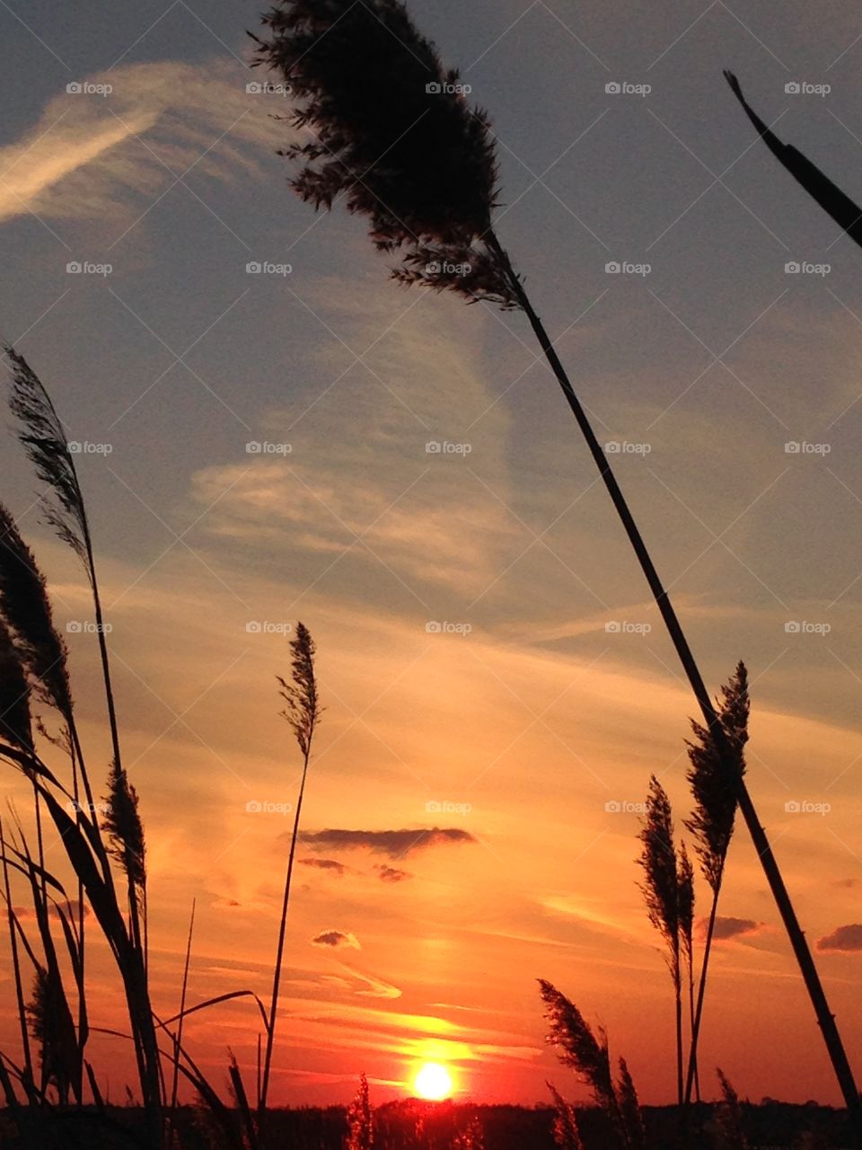 Sunset Through the Reeds