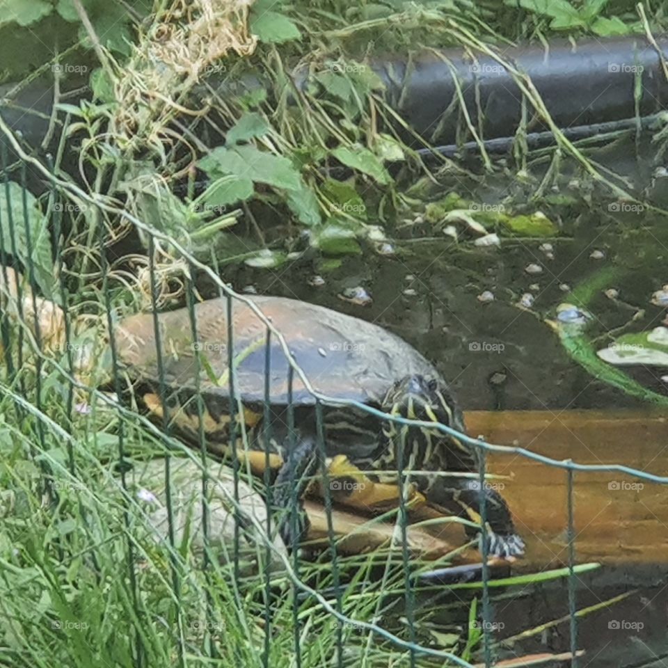 Leonardo the red-eared slider