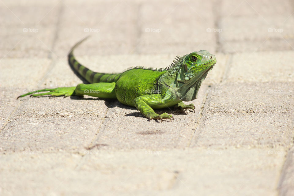 A reptile family animal, green lizard. From puerto rico resort.
