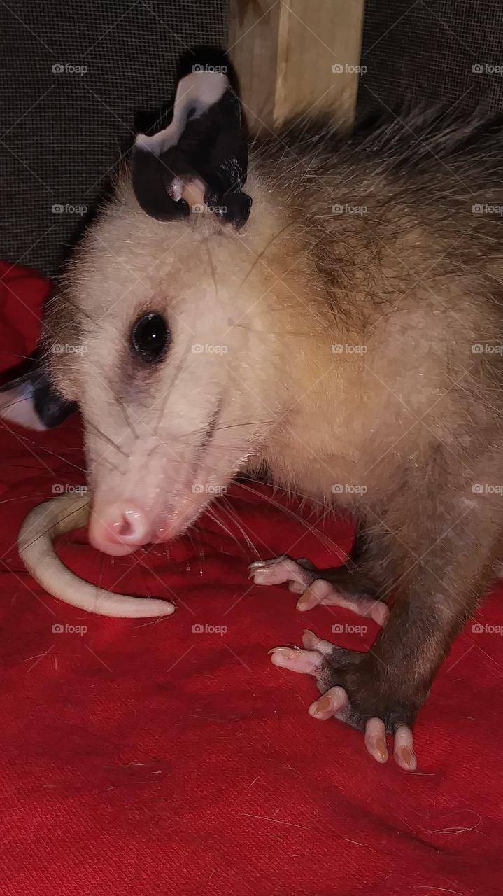 little guy still trying to grow