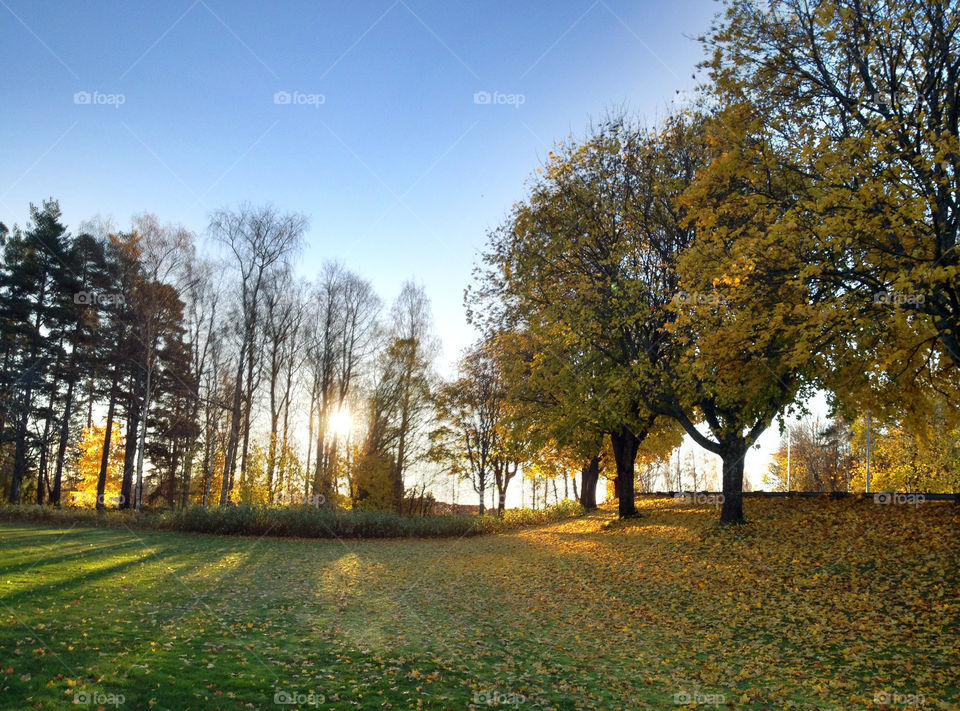 karlstad nature trees fall by mamasnest