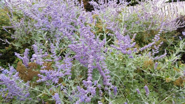 Russian sage