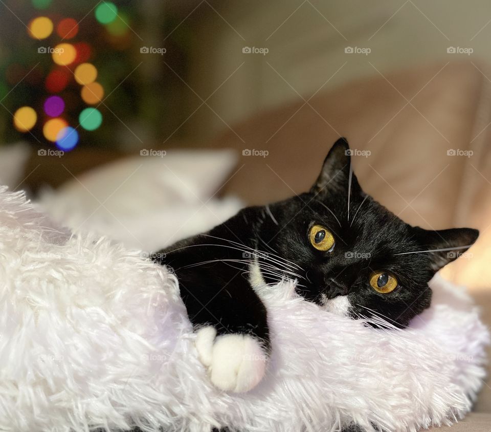 Cute tuxedo cat cozy in a white bed beside a tree of lights 