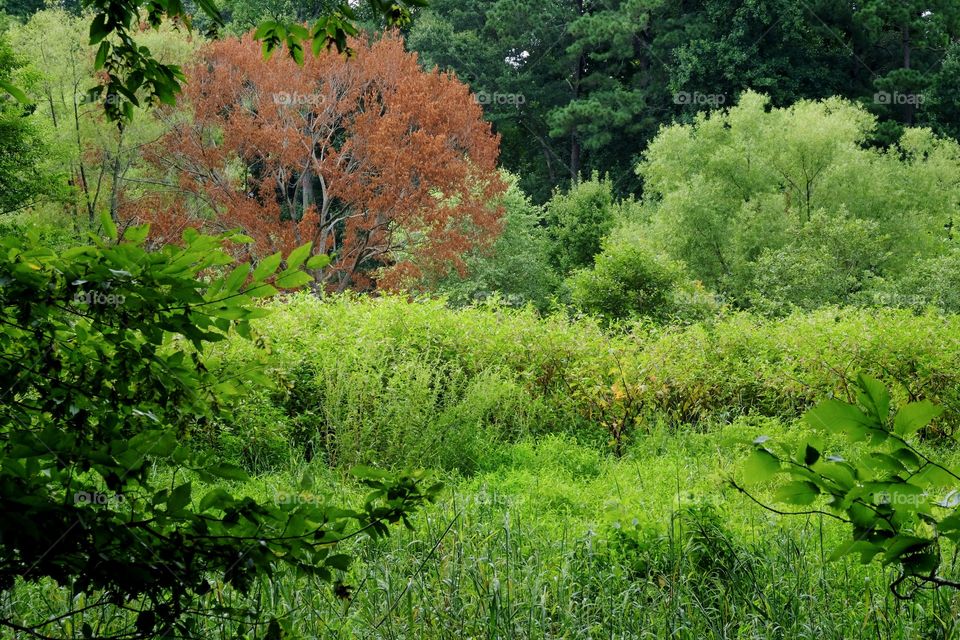 Lush green growth in the forest of Yates Mill County Park, Raleigh, North Carolina. 