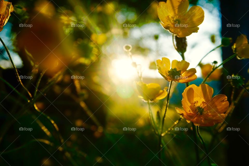 Blumen in der Abendsonne 