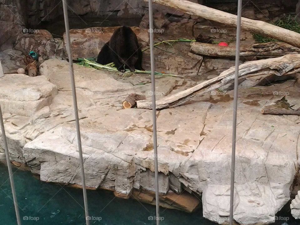 bear