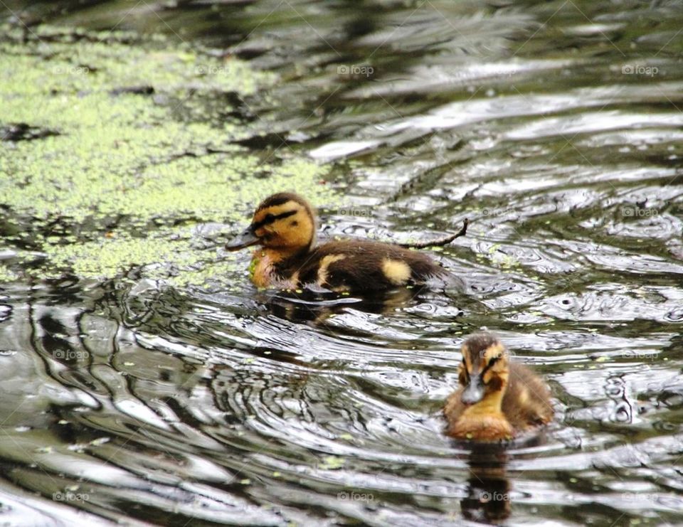 Ducklings