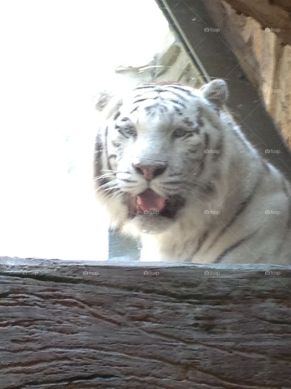 Tiger
White tiger
