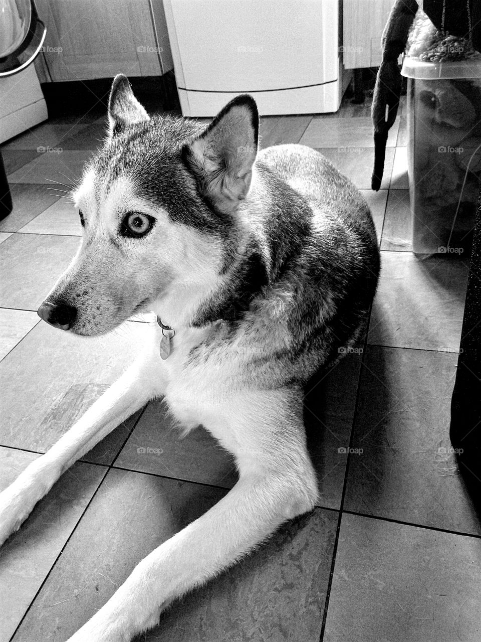 My Siberian husky laying on my kitchen floor in black and white