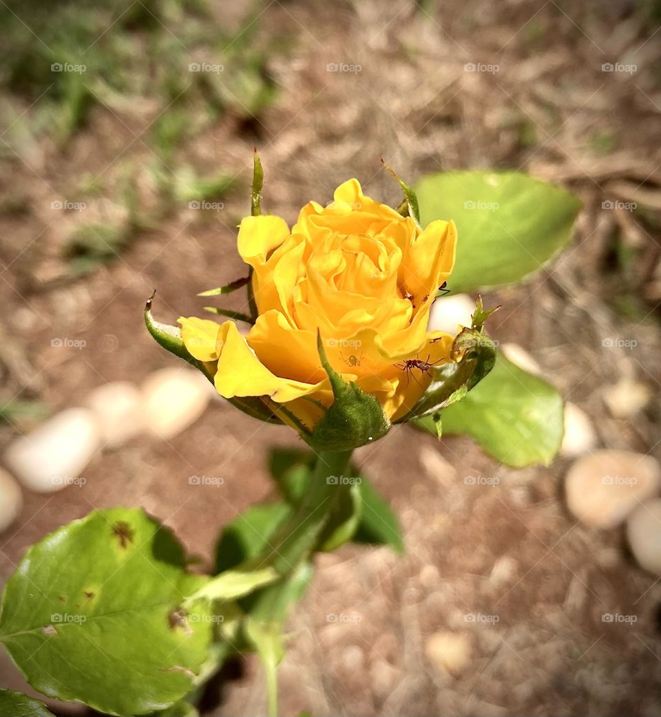 🌹 🇺🇸 Very beautiful flowers to brighten our day.  Live nature and its beauty. Did you like the delicate petals? / 🇧🇷 Flores muito bonitas para alegrar nosso dia. Viva a natureza e sua beleza. Gostaram das pétalas delicadas? 