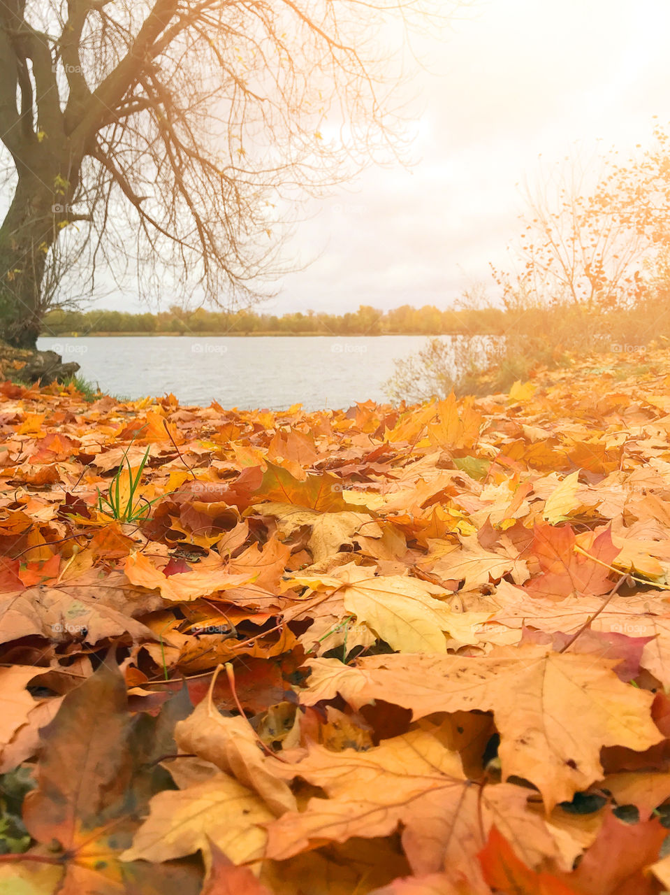 autumn landscape on the river