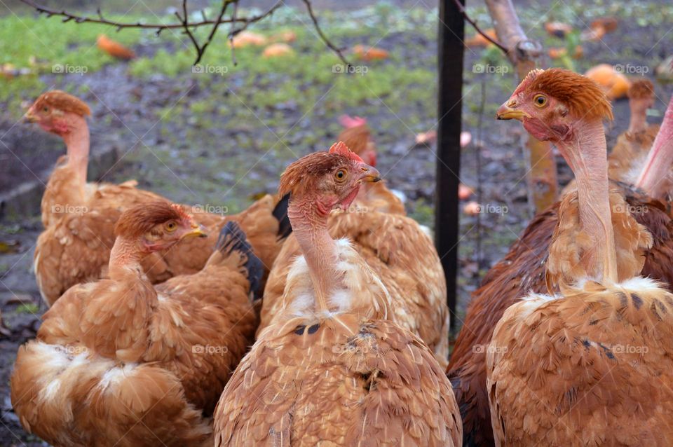 chickens in the village in autumn