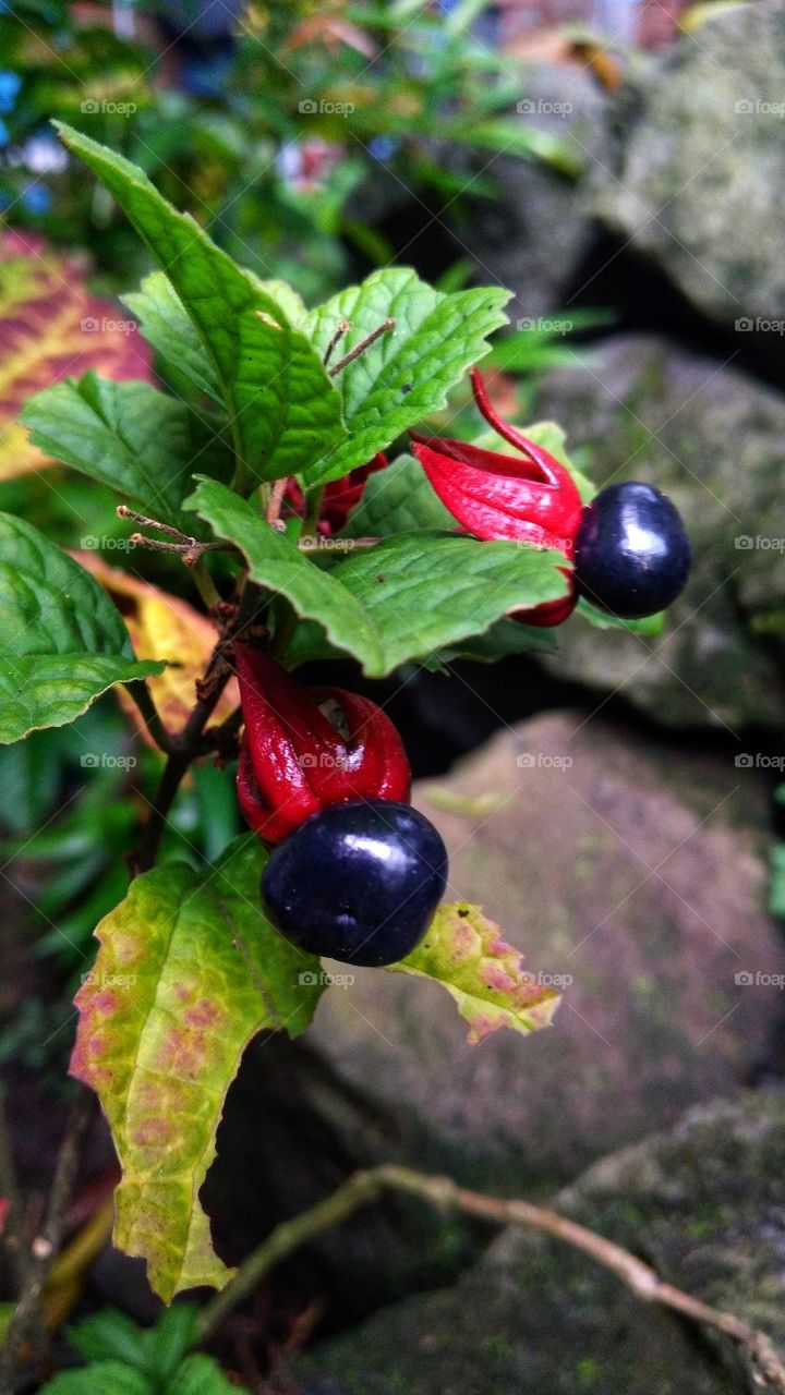 Strobilanthes crispa fruiting in the garden