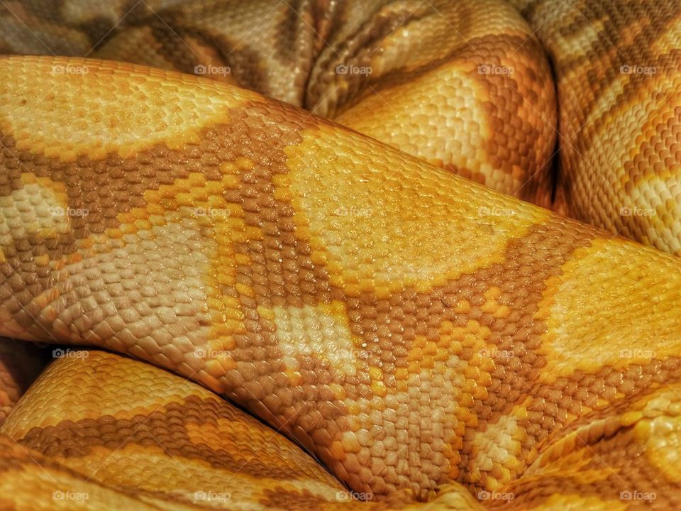 Albino Python