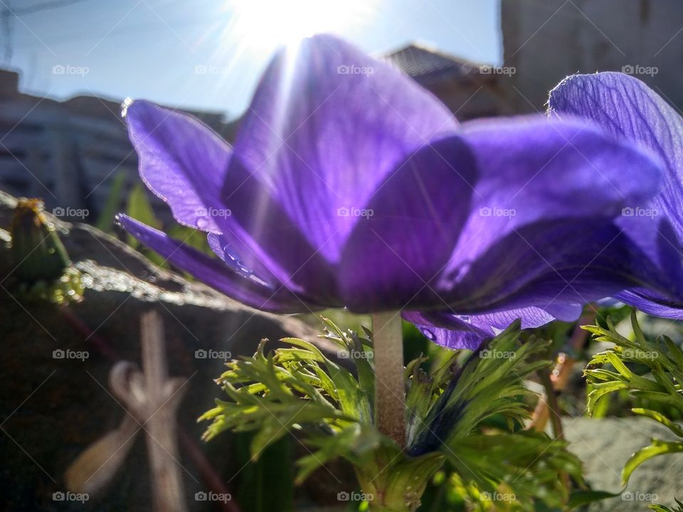 anemones, purple flowers, spring flowers, in the garden, cottage